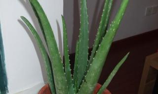 一年生花卉 一年生花卉